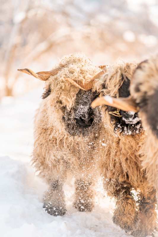ferme-grand-bisse-mouton-nez-noir-1498351