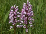 1653414426-orchis-7415721