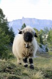 photos-moutons-4-7482252