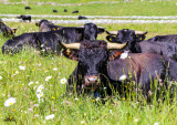 photos-sam-vaches-9696612