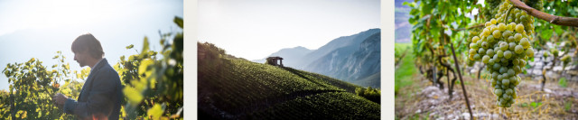 petite-arvine-valais-10399650