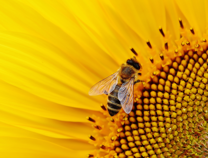 nature-blossom-plant-sun-photography-flower-499983-pxhere-com-10331300
