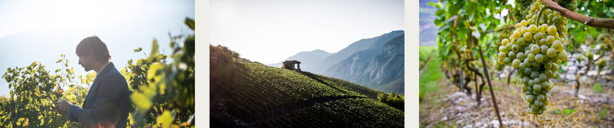 petite-arvine-valais-10399650